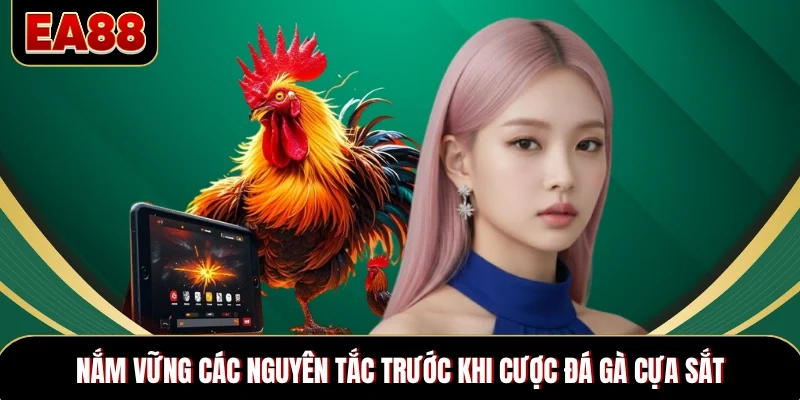 Nắm vững các nguyên tắc trước khi cược đá gà cựa sắt Nắm vững các nguyên tắc trước khi cược đá gà cựa sắt